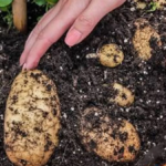 How Long Do Potatoes Take to Grow?