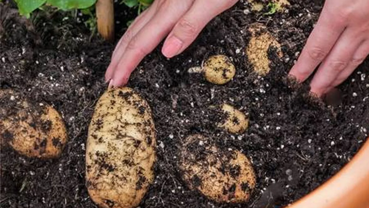 How Long Do Potatoes Take to Grow?
