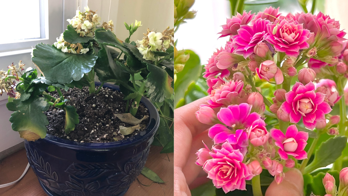 How to Grow and Care for Kalanchoe