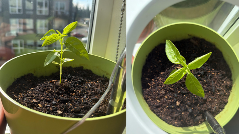 how to take care of basil plant indoors