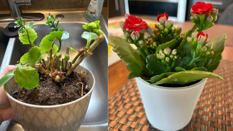 Flaming Katy Plant Care