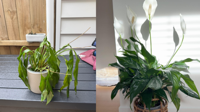 How to take care peace Lily plant