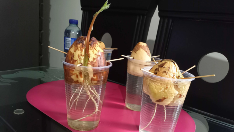 Grow Avocado plant in water