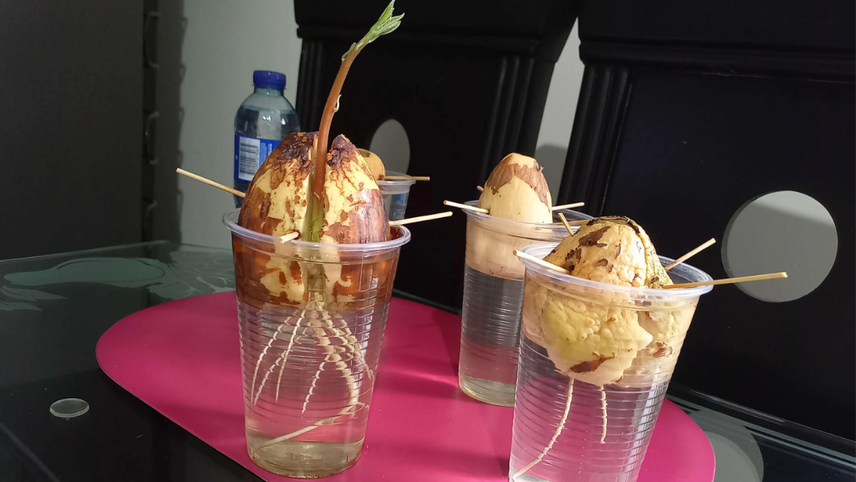 Grow Avocado plant in water