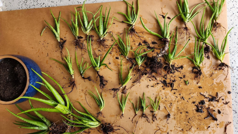 How to Propagate Aloe Vera