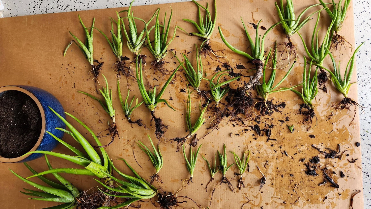 How to Propagate Aloe Vera