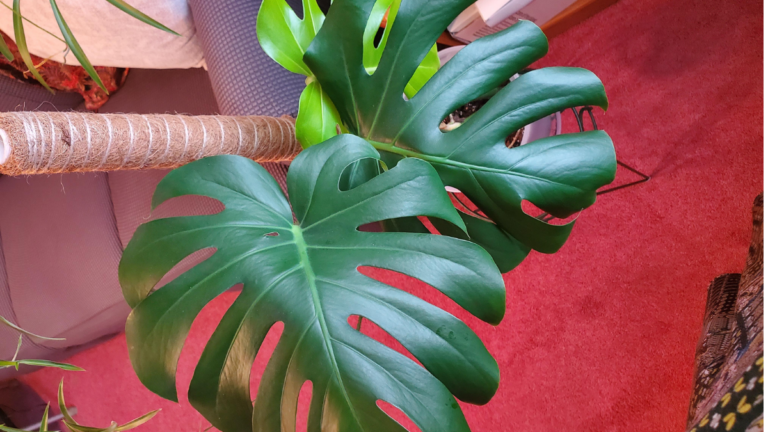 How to Take Care of a Monstera Plant