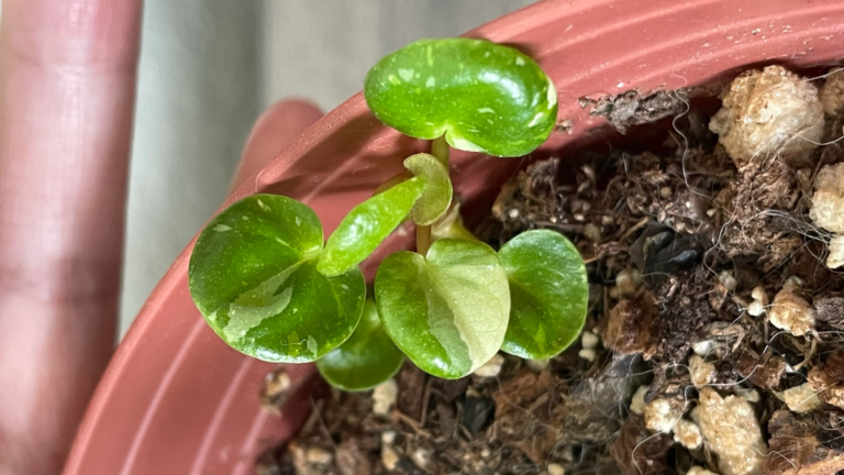 Money Plant Care Guide