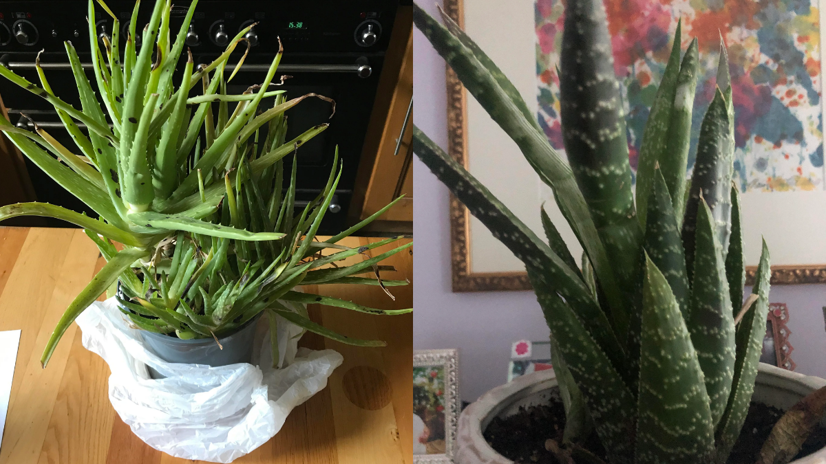 Thick & Fleshy Aloe Vera Leaves