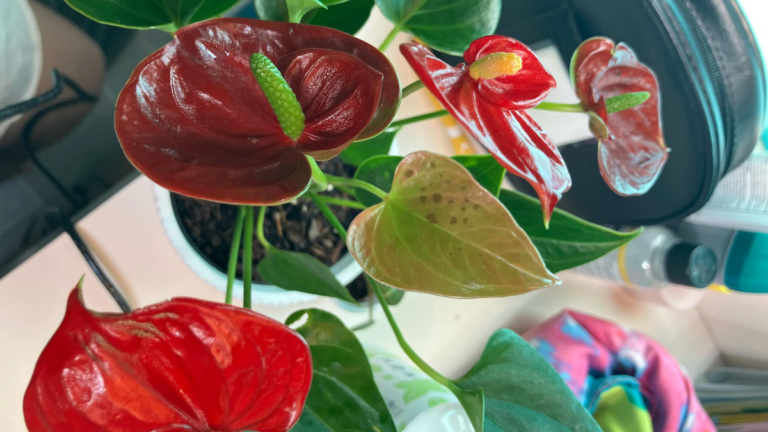 Anthurium Care Guide