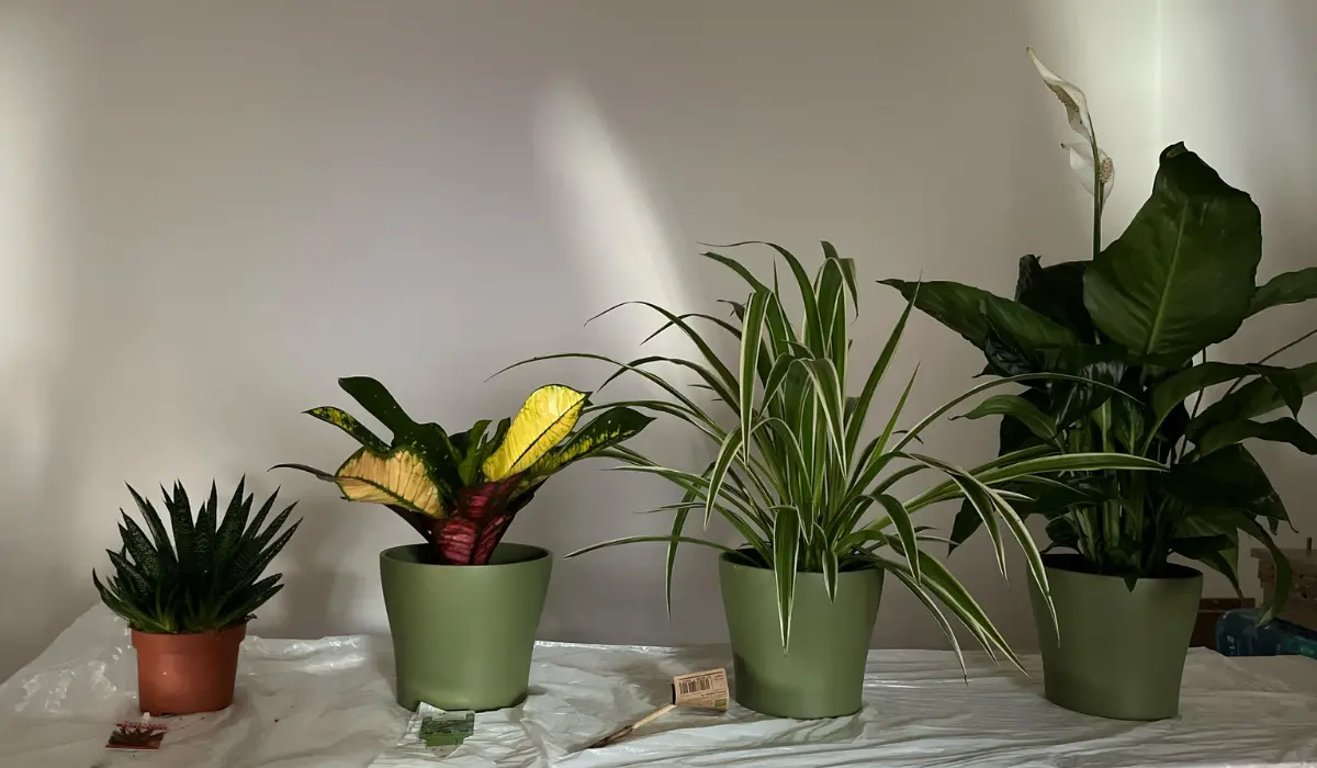 Best Low Maintenance Indoor Plants