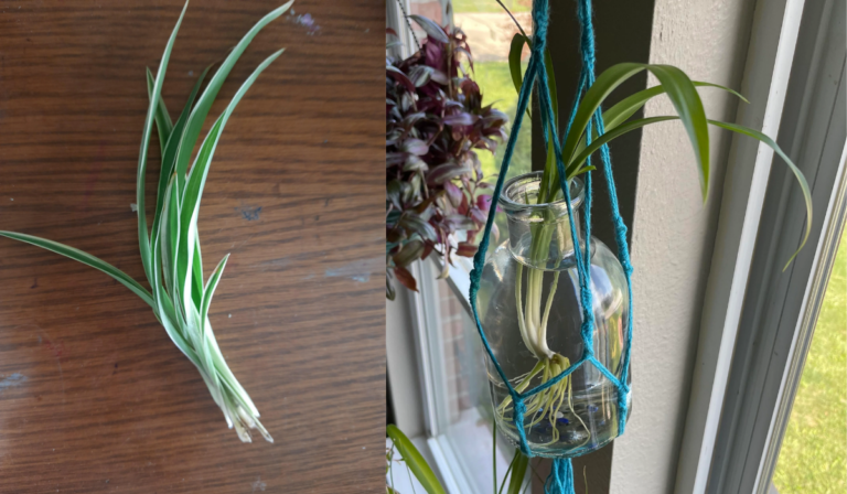 Can Spider Plants Grow in Water?