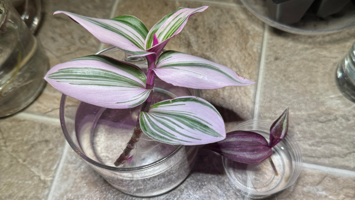 How to Propagate Wandering Jew in Water