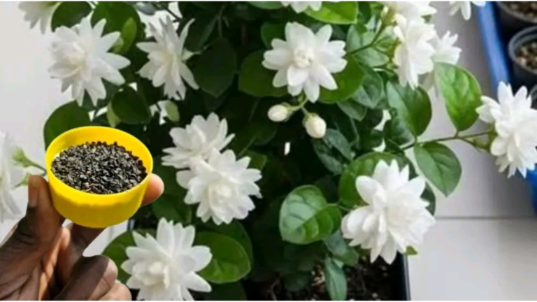 How to Take Care of a Jasmine Plant