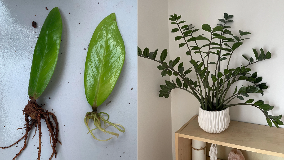 How to take care zz plant,