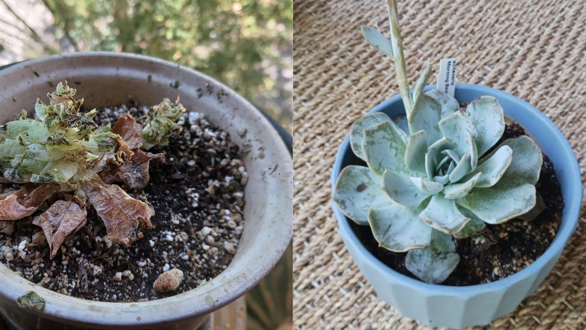 How I Plant Succulents at Home