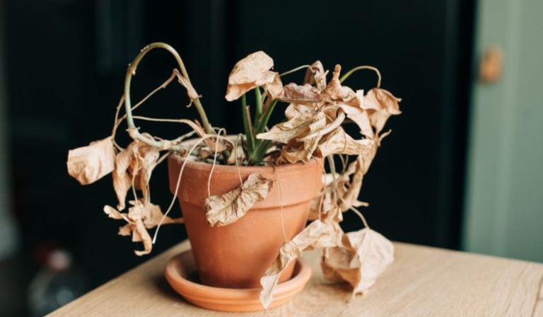 10 Mistakes Killing Your Indoor Plants