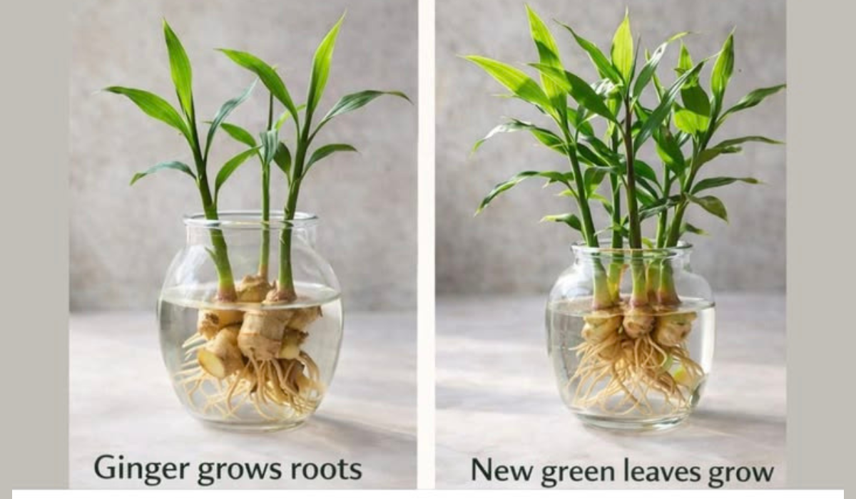 How to Grow Ginger in Water Without Soil