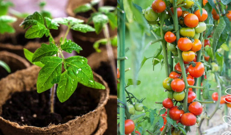 Grow Tomato from Seed