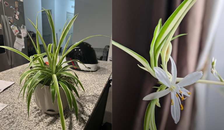 Spider plant is not thriving