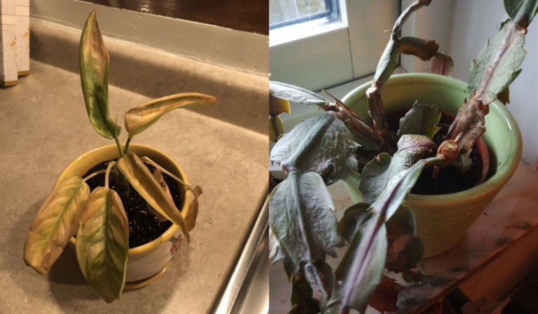 Your Plant Will Die in 7 Days