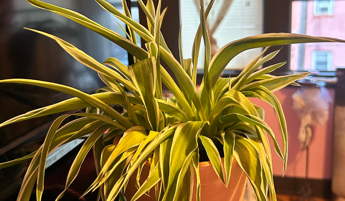 Spider Plant Leaves Turn Yellow