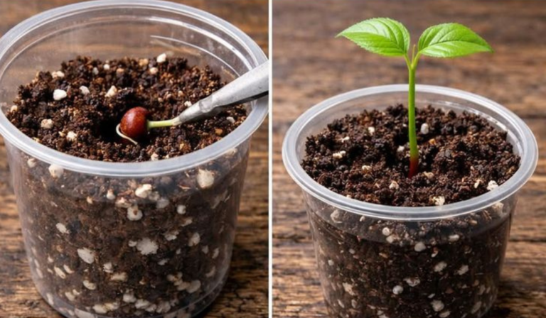 Grow Cherries at Home