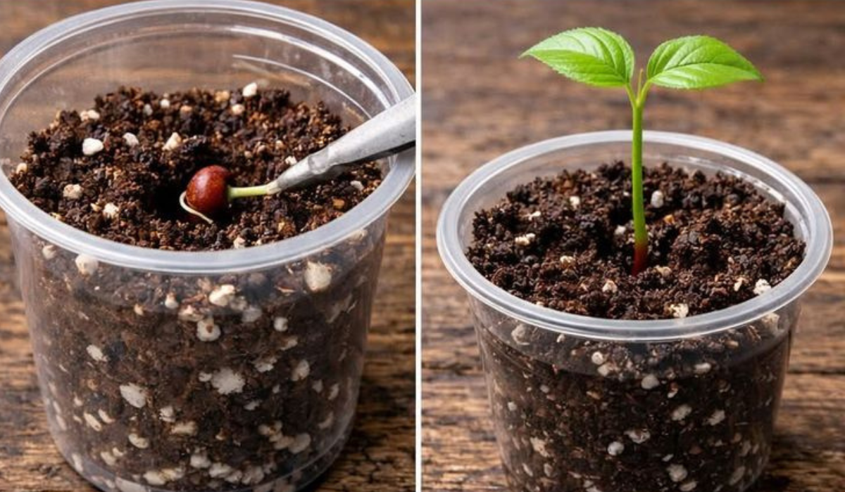 Grow Cherries at Home