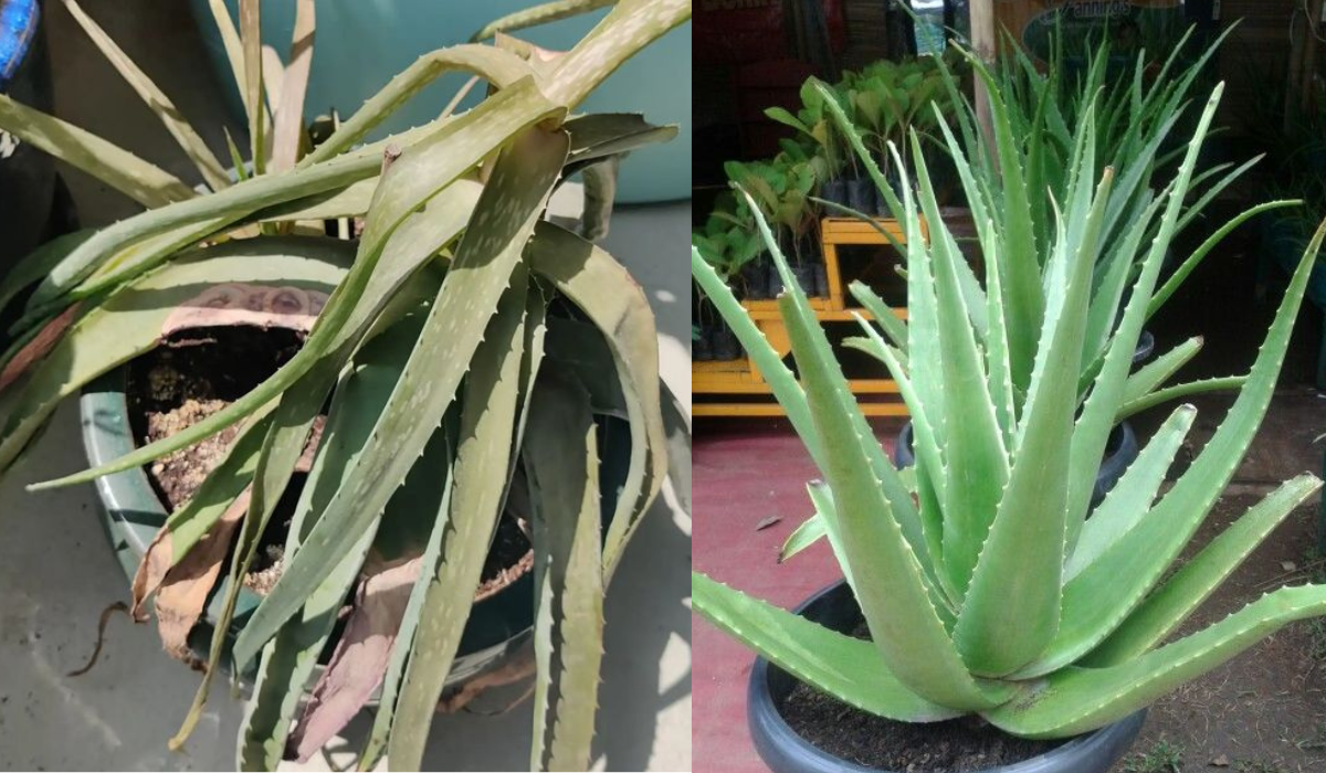 Revive a Dying Aloe Plant