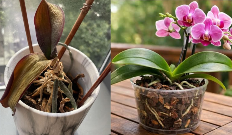 How to Revive an Orchid Plant