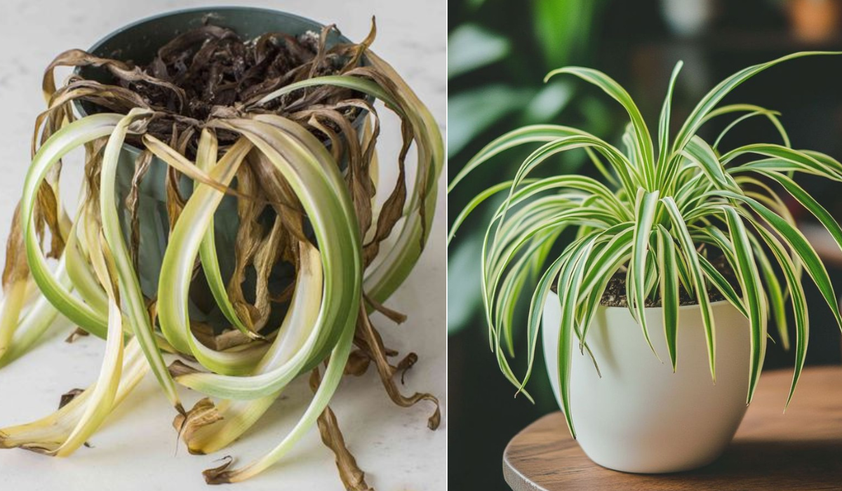 How to Revive Spider Plant