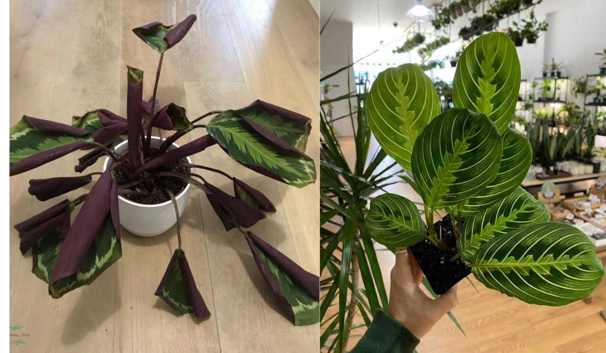 How to Care for Prayer Plant