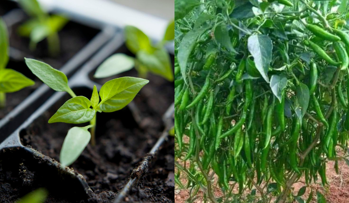 How to Grow Chillies Plant from Cutting (Simple and Fast Method)