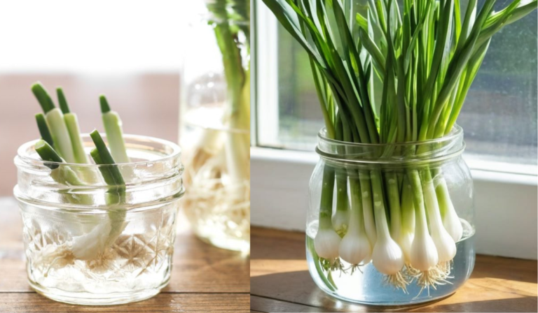 How to Grow Onion in Water at Home