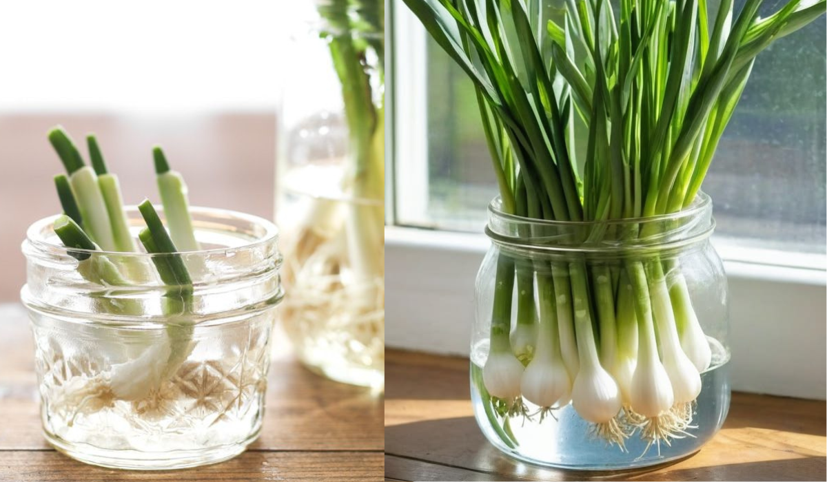 How to Grow Onion in Water at Home