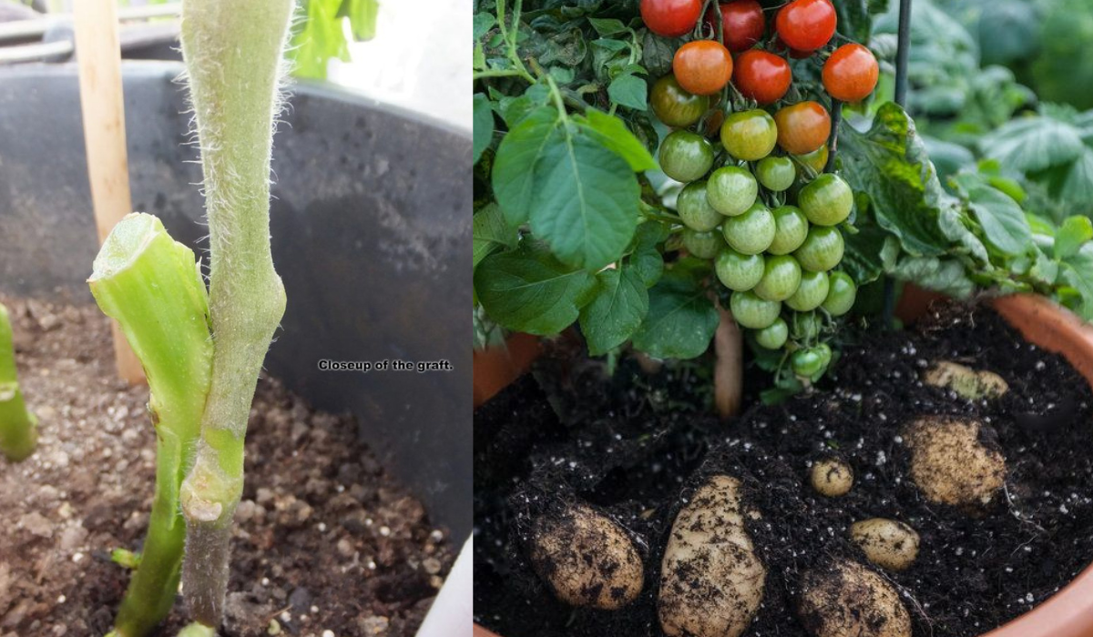 How to Graft Potato and Tomato (Pomato Plant)