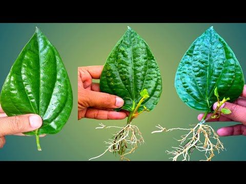 How to Grow Betel Leaf Plant from Leaves
