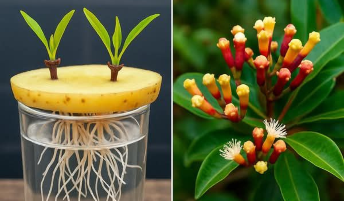 How to Grow Clove Trees