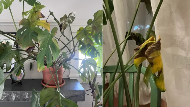 Why Your Monstera Isn't Growing